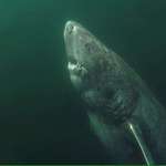 image for A 392 year old Greenland Shark in the Arctic Ocean, wandering the ocean since 1627.