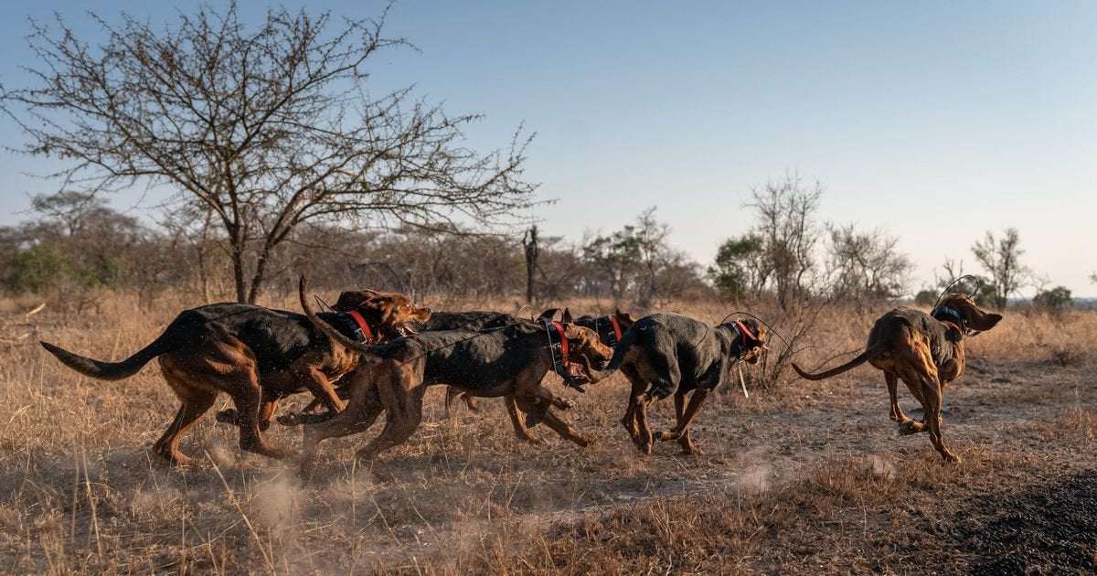 image for Dogs trained to protect wildlife have saved 45 rhinos from poachers in South Africa