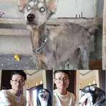 image for The guy found the exhausted dog, which turned out to be a beautiful husky | by Rico Soegiarto