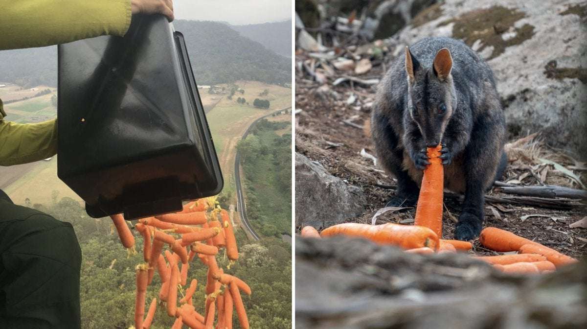 image for 'Operation Rock Wallaby' rains food down on wildlife hurt by Australian bushfires