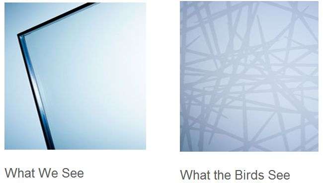 image for Bird-friendly glass looks like spider web to birds