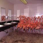 image for Flamingos huddled together in the bathroom at Miami Zoo during Hurricane Andrew