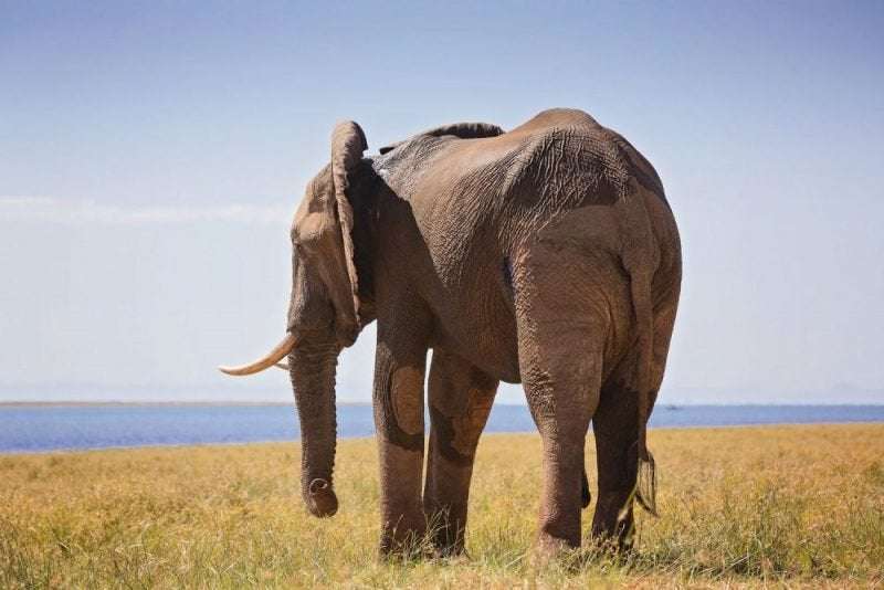 image for Ben The Elephant Poaching Survivor I Bumi Hills Foundation