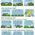 image for How to save turtles crossing the road.