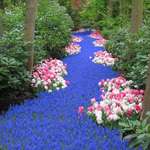 image for A river of flowers