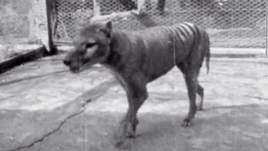 image for 'Precious' footage from 1935 of last-known Tasmanian tiger released