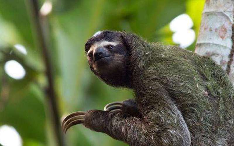 image for Why sloths do not get crusty eyes from all the sleeping