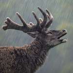 image for 🔥 Red Deer enjoying the rain