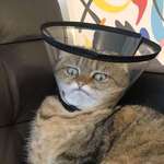 image for PsBattle: this cat in a cone