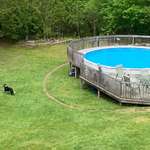 image for My dog runs around my pool in the exact same track so much that there’s a ring of dirt in the grass