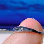 image for 🔥 Baby Swordfish, crazy this little guy can grow to be over 1000 lbs~!