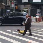 image for Danny DeVito walking his dog