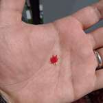 image for The smallest maple tree leaf I’ve ever seen