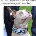 image for Kiah, the first police pitbull in New York!