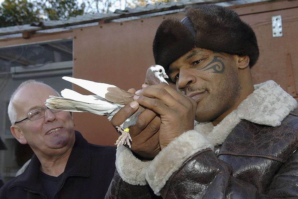 image for Mike Tyson Spends an Obscene Amount of Money on His Pet Pigeons