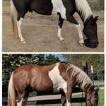 image for The color change between my horse's summer and winter coat is neat.