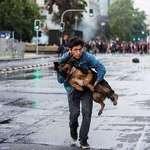 image for This man rescuing a dog from tear gas during a protest