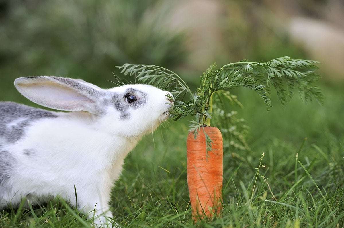 image for Do rabbits really love carrots?