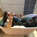 image for One of our kittens only sleeps in my daughters doll bathtub...