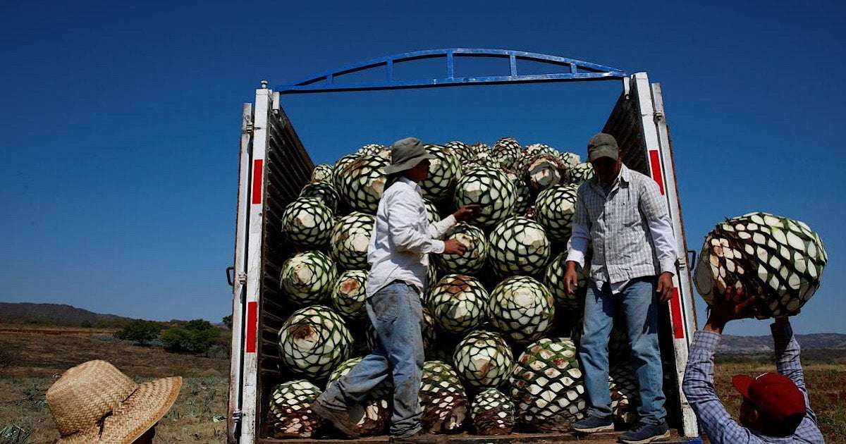 image for A New Investigation Alleges That Some Of Mexico’s Largest Tequila Brands Are Laundering Money For Drug Cartels