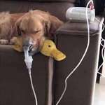 image for Doggy has asthma and requires multiple nebulizations. But as long as he has his ducky with him, he know he is gonna be ok.