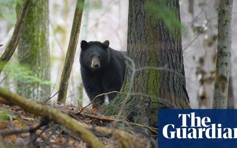image for Canadian conservation officer fired for refusing to kill bear cubs wins legal battle