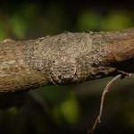 image for Known as Wrap-around Spider, this spider can flatten and wrap its body around tree limbs as camouflage