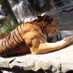 image for The muscles of a fully grown male tiger