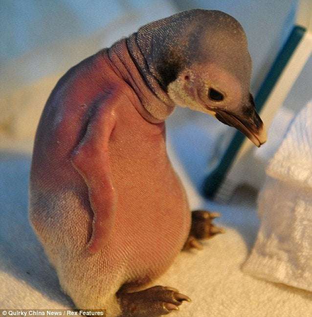 image for This Bald Baby Penguin Was Shunned by His Family Because He Is Bald