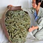 image for This jar with more than 40,000 coins buried during the medieval age in Japan.
