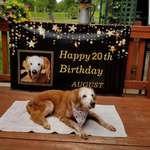 image for Meet August, officially the oldest living Golden Retriever! She turned 20 years old!