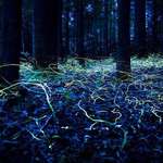 image for This is what a long exposure picture of fireflies looks like.