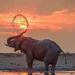 image for 🔥 An elephant enjoying an early evening dip 🔥