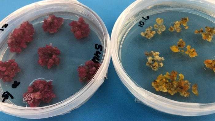 image for CSIRO scientists discover how to grow coloured cotton, removing need for harmful chemical dyes