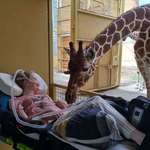 image for Giraffe saying hello to terminally ill patient during “last wish”-event in Dutch zoo