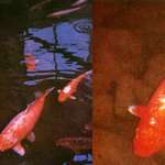 image for Hanako, a koi fish who died at the age of 226. In 1966, two of her scales were removed and extensively studied to determine her age. She was the longest living koi ﬁsh (c. 1751 – 7 July 1977.)