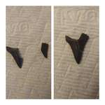 image for I found the other half of a shark tooth at the beach a day after I found the fist half, and in a different spot. (They fit together perfectly!)