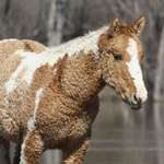 image for A rare curly haired horse for the 99% of people who haven’t seen one yet - your welcome