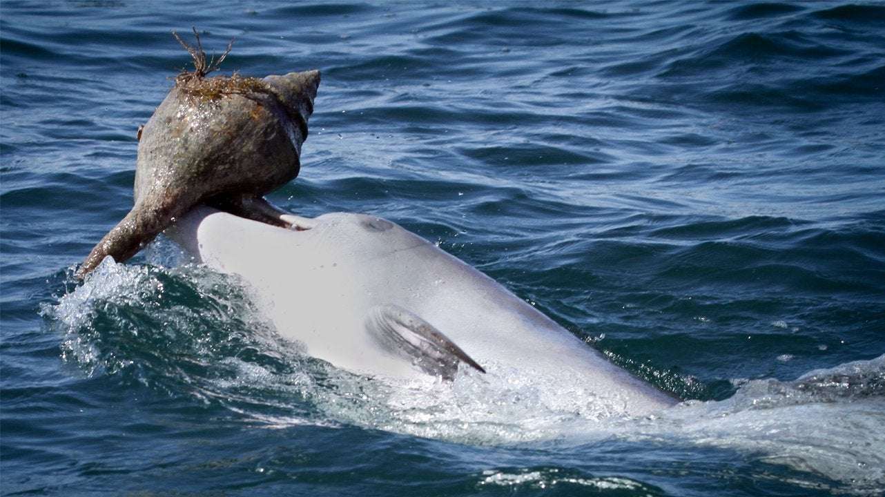 image for Dolphins learn unusual hunting behavior from their friends