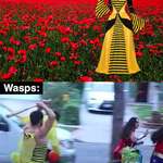 image for Bees vs. wasps