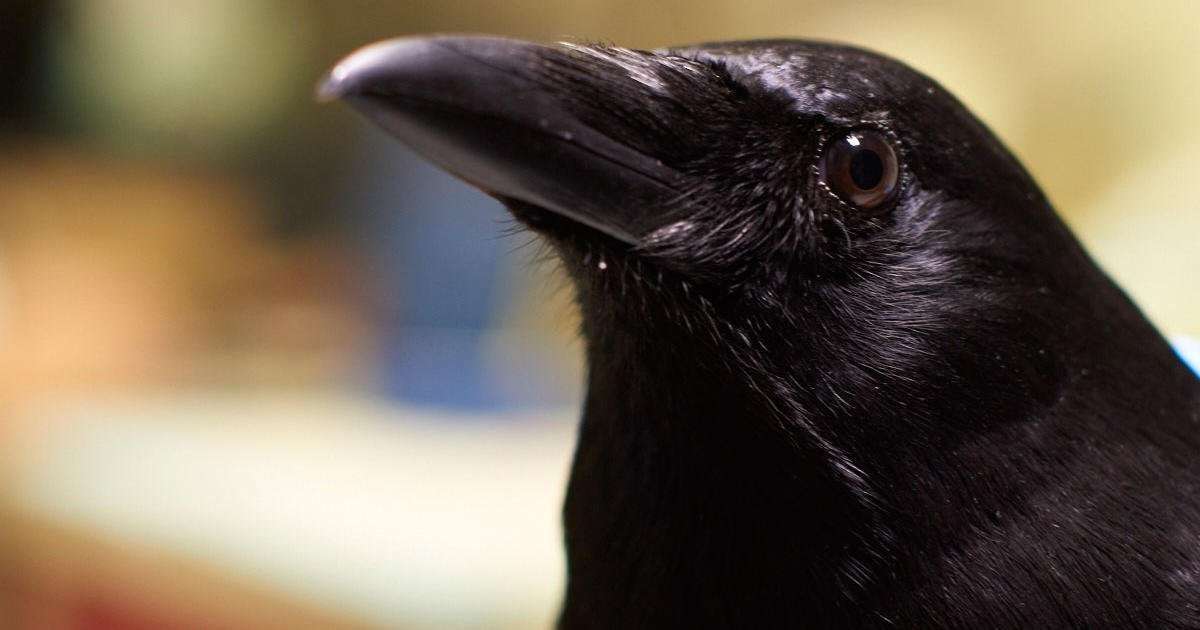 image for Meet the Bird Brainiacs: American Crow