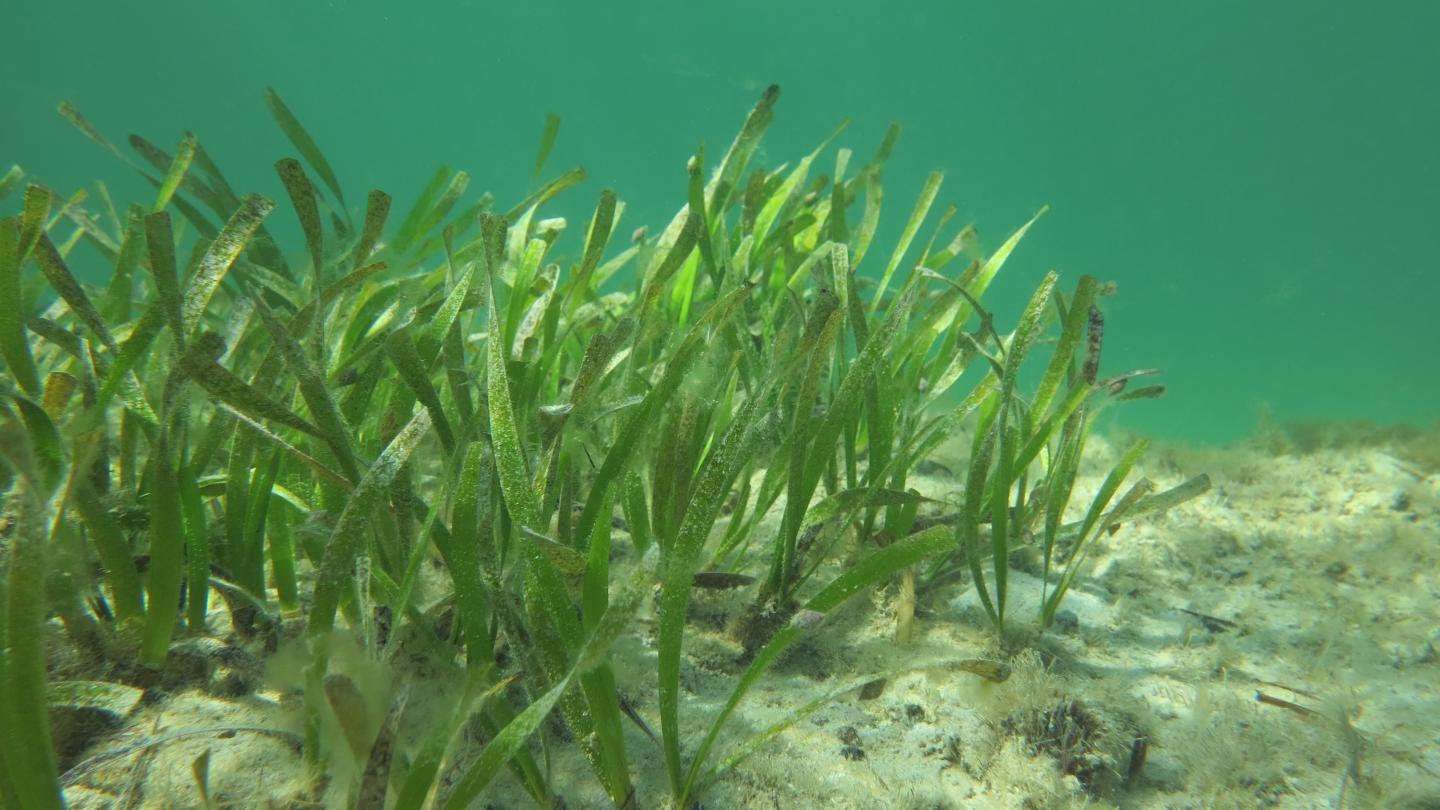 image for New study sparks fresh call for seagrass preservation