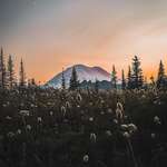 image for Wildflower season near Rainier [OC][2720x4080]