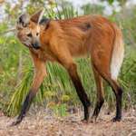 image for This is a Maned Wolf. However, it is neither a fox nor a wolf. It is the only species in the genus known as Chrysocyon.