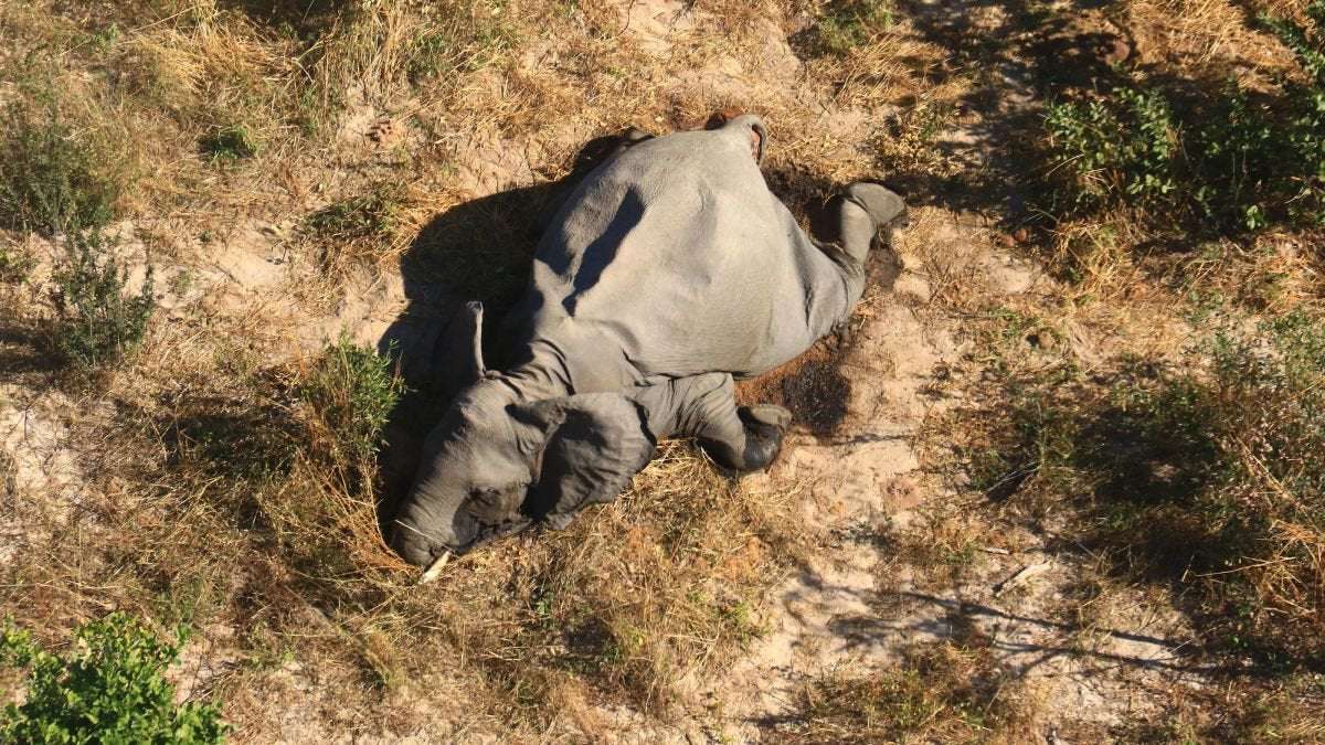 image for 350 elephants drop dead in Botswana, some walking in circles before doing face-plants