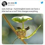 image for 🔥 Hummingbird Nest
