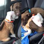 image for Daisy doesn’t like car rides, so Luna comforts her until they both fall asleep.