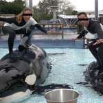 image for This is exactly why I hate Seaworld
