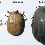image for The growth of a tick in the span of two weeks.