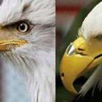 image for This eagle shot in the face and got 3d printed beak which made him more badass